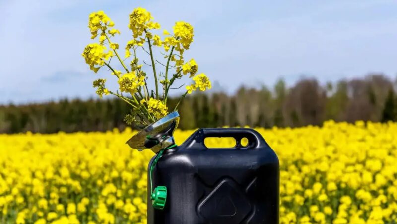 Im Bild ein Rapsfeld mit Kanister, im Appell zur Biomassestrategie fordern Verbände, dass die energetische Biomassenutzung nicht eingeschränkt werden darf.