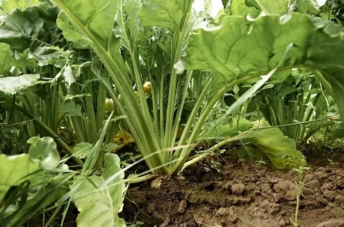 Zu sehen sind Zuckerrüben auf dem Feld. Aus ihnen lässt sich Bioethanol erzeugen, um die THG-Quote im Verkehr zu erfüllen.