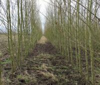 Zu sehen ist eine Energieholzplantage. Der Biomasse-Anteil an der Stromerzeugung in Deutschland liegt bei neun Prozent.