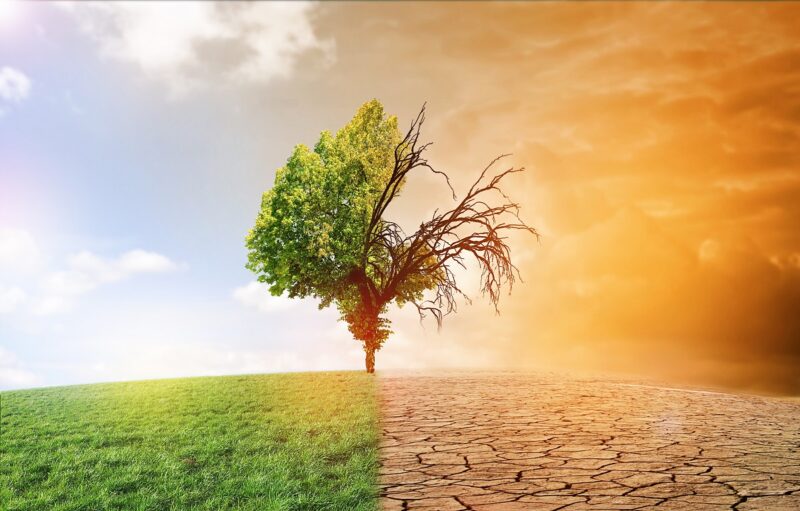 Zu sehen ist eine grüne Baumhälfte links und eine vertrocknete Baumhälfte rechts als Symbol für die Aufgabe der Klimaschutz-Unternehmen.