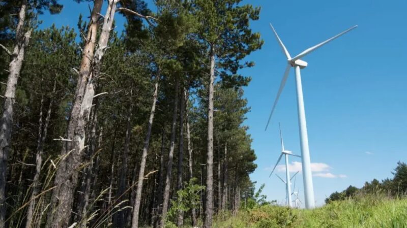 Das Bild zeigt Windenergie-Anlagen am Waldrand, durch die EU-Notfallverordnung ergeben sich Vereinfachungen bei der Umweltverträglichkeitsprüfung für Windenergie.