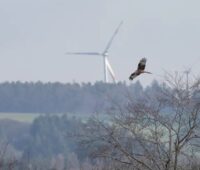 Im Bild ein Rotmilan vor einer Windenergie-Anlage, Symbol für Naturschutz und Windenergie.