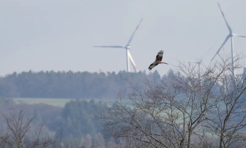 Im Bild ein Rotmilan vor einer Windenergie-Anlage, die Habitatpotenzialanalyse soll Vögel vor Kollisionen schützen.
