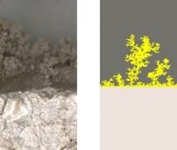 Zu sehen ist der Vergleich des Dendritenwachstums im Experiment zum Modell, das die Batteriespeicher mit metallischen Lithium-Elektroden voranbringen soll.