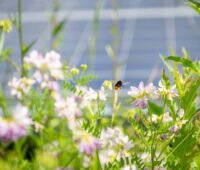 Wildblumen und Insekten vor unscharfer PV-Anlage im Hintergrund