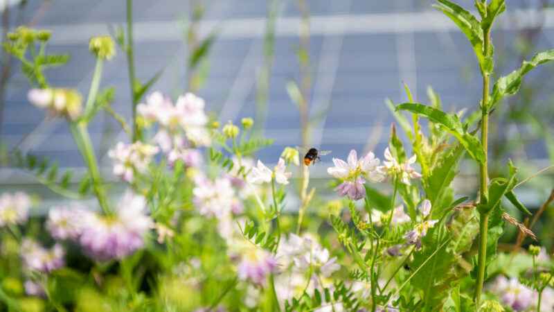 Wildblumen und Insekten vor unscharfer PV-Anlage im Hintergrund