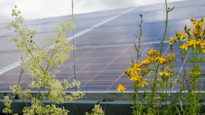 Wildkräuter vor PV-Freiflächen-Modulen.