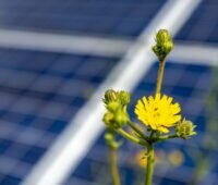 Zu sehen ist eine Blume vor einem Photovoltaik-Feld als symbolische Darstellung für die Pläne der Solarkraftwerke Südeifel.