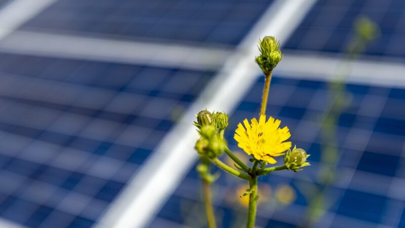 Zu sehen ist eine Blume vor einem Photovoltaik-Feld als symbolische Darstellung für die Pläne der Solarkraftwerke Südeifel.