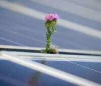 Im Bild eine Distel inmitten von Photovoltaik-Modulen, der Solarpark Alhendín versorgt Velux