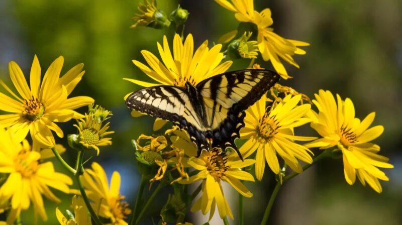 Im Bild eine Silphie-Blume, auf dem ein Schwalbenschanz-Schmetterling sitzt, eine Unternehmensinitiative will biodiversitätsfördernde Agri-PV fördern.