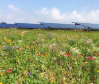 Photovoltaik-Anlage, im Vordergrund eine Blumenwiese