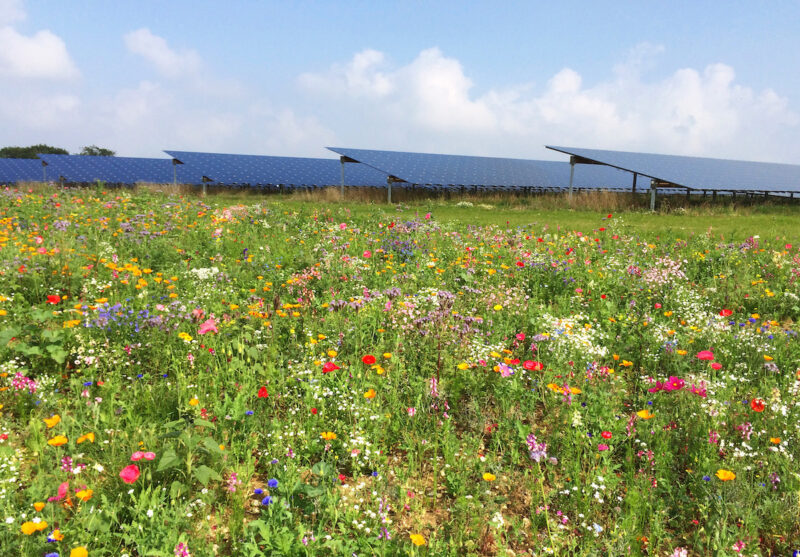 Photovoltaik-Anlage, im Vordergrund eine Blumenwiese