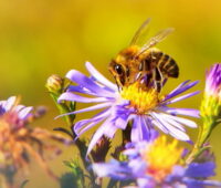 Kampagnenplakat zeigt eine Biene auf einer bunten Blüte.