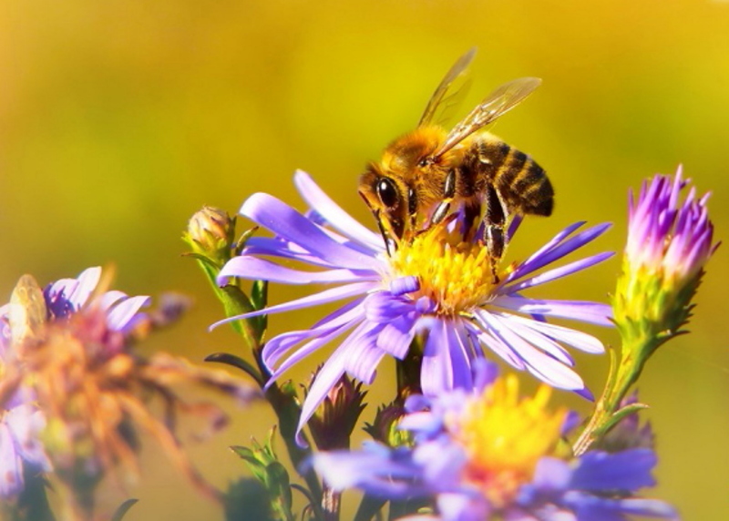 Kampagnenplakat zeigt eine Biene auf einer bunten Blüte.
