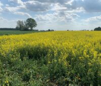 Rapsfeld unter leicht bewölktem Himmel