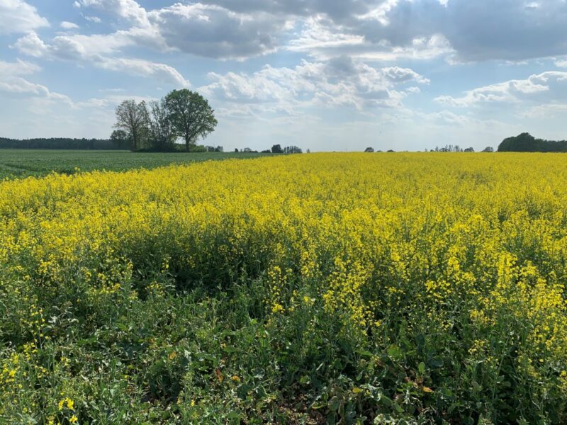 Rapsfeld unter leicht bewölktem Himmel