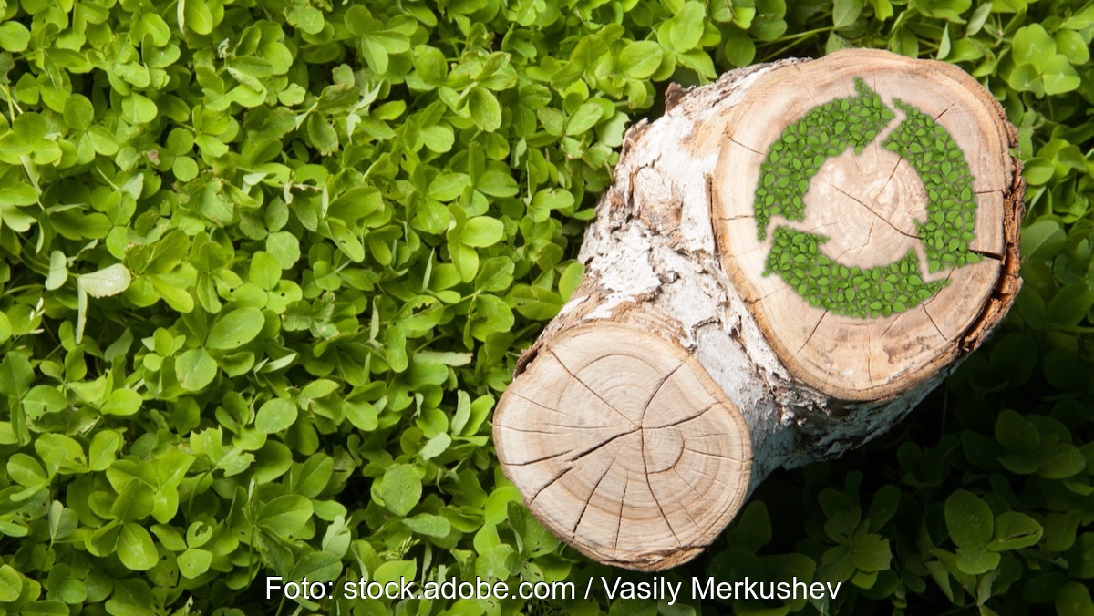 Baumstumpf mit Recycling-Zeichen als Symbol für nachhaltige Biomasse-Nutzung