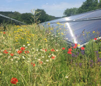 Blütenmeer zwischen Solarthermie-Kollektoren