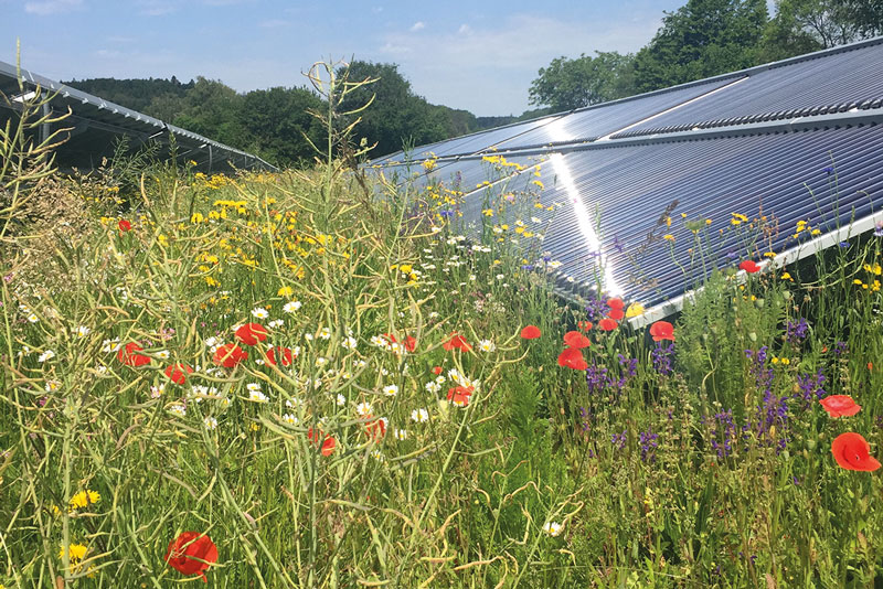 Blütenmeer zwischen Solarthermie-Kollektoren