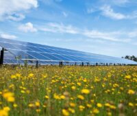 Das Bild zeigt eine blühende Wiese in einem Solarpark als Beipsiel für eine positive Biodiversität.