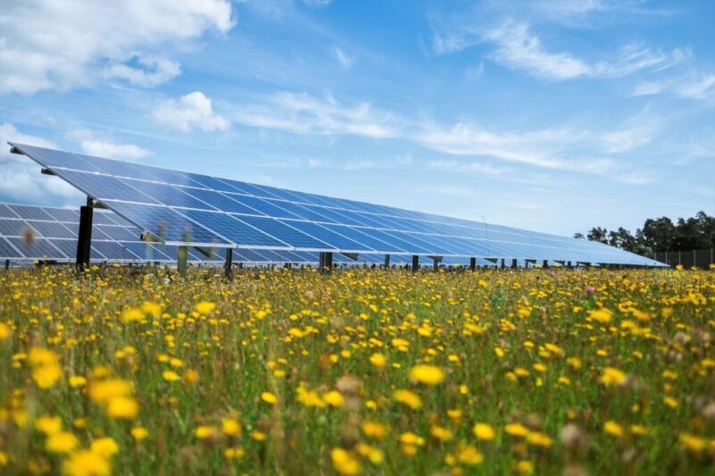Zu sehen ist ein Solarpark in einer Blumewiese. Einen solchen Photovoltaik-Ausbau blockiert NRW