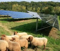 Eine Photovoltaik-Anlage mit Schafen. Die Bundesnetzagentur will Anforderungen an besondere Solaranlagen auf Grünland und auf wiederzuvernässenden Moorböden festlegen.