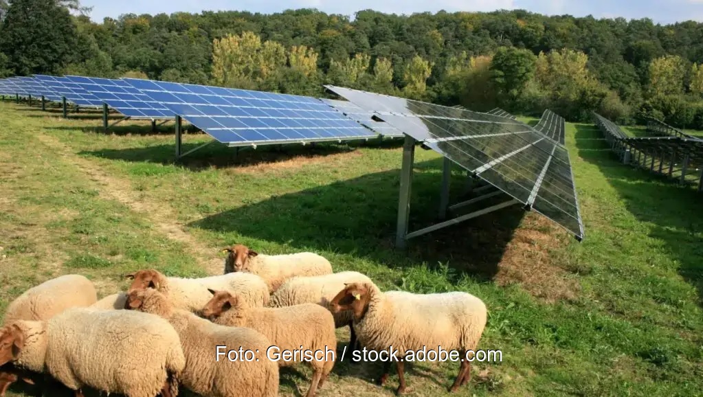 Eine Photovoltaik-Anlage mit Schafen. Die Bundesnetzagentur will Anforderungen an besondere Solaranlagen auf Grünland und auf wiederzuvernässenden Moorböden festlegen.