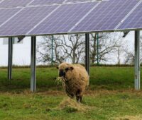 Der Bundesverband Photovoltaic Austria kritisiert, dass im Verordnungsentwurf in Niederösterreich für PV-Anlagen im Grünland zu wenig Flächen ausgewiesen werden.