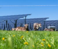 Auf dem Foto sind beigebraune Kühe liegend auf einer Wiese zu sehen, im Vordergrund unscharf Löwenzahnblüten, im Hinter eine Freiflächen-PV-Anlage.