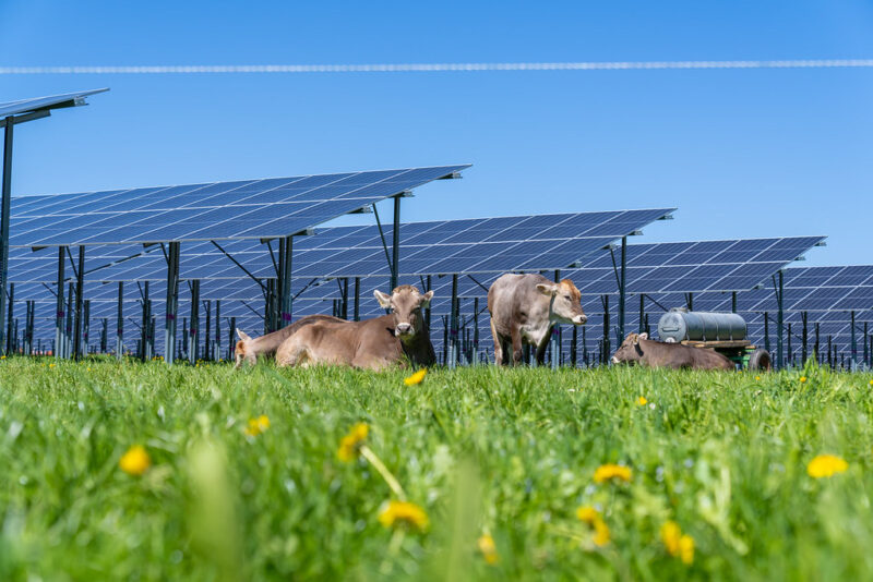 Auf dem Foto sind beigebraune Kühe liegend auf einer Wiese zu sehen, im Vordergrund unscharf Löwenzahnblüten, im Hinter eine Freiflächen-PV-Anlage.