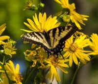 Gelbe Blüten, auf einer Sitzt ein gelb-schwarzer Schmetterling, Symbol für Energiepflanzen, Biogas, nachhaltig, Bioenergie, Anbaubiomasse