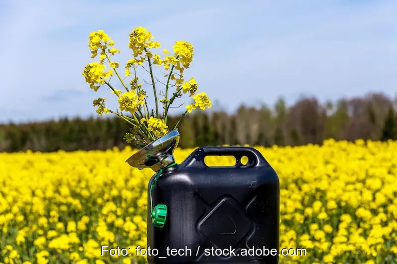 Energy Watch Group: Ende der Biokraftstoffproduktion in EU schadet dem Regenwald