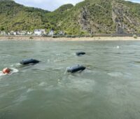 Künstliche Fische zur Stromerzeugung im Rhein bei St. Goar.