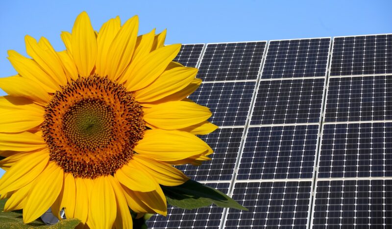 Eine Sonnenblumen-Gesellschaft, die sich am Stand der Sonne ausrichtet und daher wenig Speicher braucht, verspricht die beste Lösung der Klimakrise.