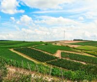 Hügelige Landschaft mit Weinbau und Windenergie.
