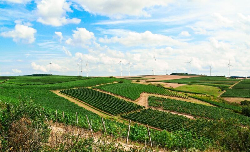 Hügelige Landschaft mit Weinbau und Windenergie.