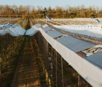 Leichtbau-Solarmodule für Agri-Photovoltaik.