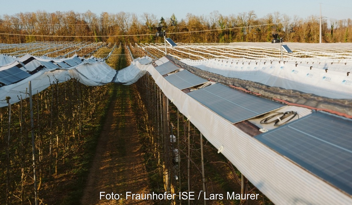 Leichtbau-Solarmodule für Agri-Photovoltaik.