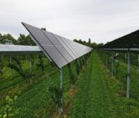 Agri-PV-Anlagen über jungen Apfelbäumen.