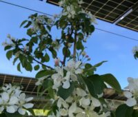 Im Bild Apfelblüten unter Solarmodulen, im Rahmen des Projektes Modellregion Agri-Photovoltaik für Baden-Württemberg ging die fünfte PV-Anlage in Betrieb.