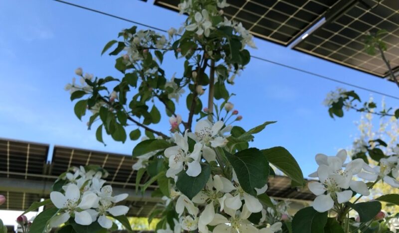 Im Bild Apfelblüten unter Solarmodulen, im Rahmen des Projektes Modellregion Agri-Photovoltaik für Baden-Württemberg ging die fünfte PV-Anlage in Betrieb.