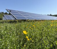 Freiflächen-PV-Anlage auf blühender Wiese.