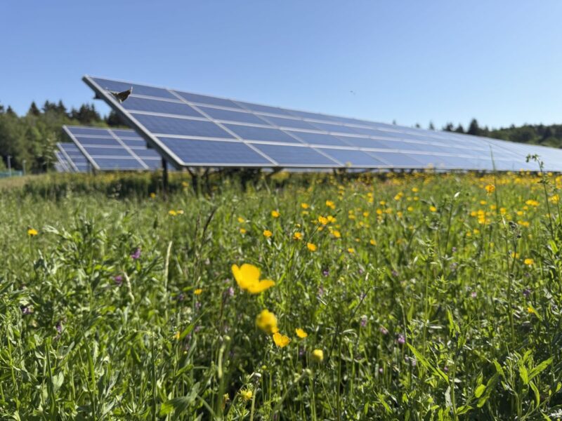 Freiflächen-PV-Anlage auf blühender Wiese.