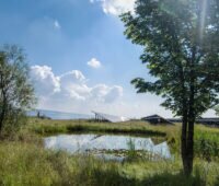 Feuchtbiotop - im Hintergrund Solar-Freiflächenanlage