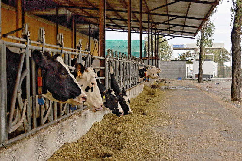 Im Vordergrund Kühe in einem Laufstall, im Hintergrund: Biomethan-Tankstelle