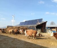 Solarthermiekollektoren auf einem landwirtschaftlichen Stall, an dem eine Herde Kühe vorbeiziehen.