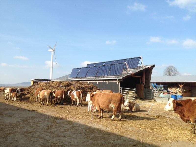 Solarthermiekollektoren auf einem landwirtschaftlichen Stall, an dem eine Herde Kühe vorbeiziehen.