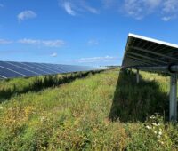 Freiflächen-PV-Anlage über einer blühenden Wiese