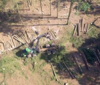 ZU sehen ist ein Harvester, der im Wald Bäume fällt. Das Schadholz eigent sich gut als Energielieferant.